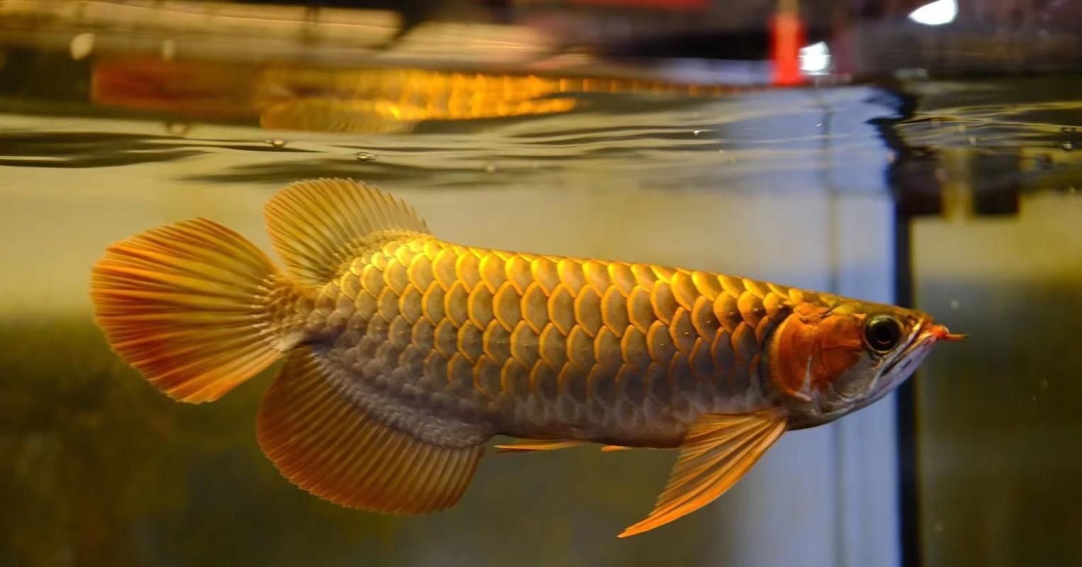 龍魚的圖片