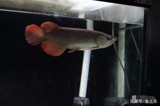 龍魚幼魚的生長周期是多長