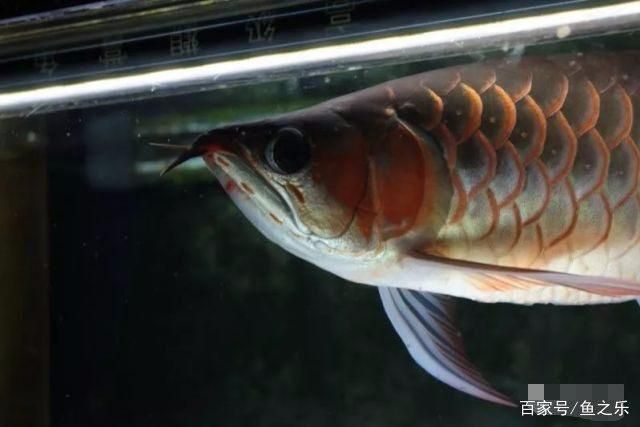 龍魚幼魚的生長周期是多長