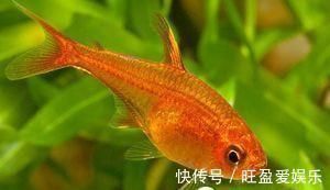 龍魚哪個品種體積最小（體積最小的龍魚品種，澳洲星點龍是您的最佳選擇，然而需要注意）