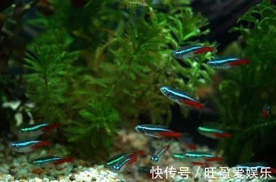 龍魚哪個品種體積最小（體積最小的龍魚品種，澳洲星點龍是您的最佳選擇，然而需要注意）