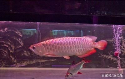 龍魚哪個品種體積最小（體積最小的龍魚品種，澳洲星點龍是您的最佳選擇，然而需要注意）