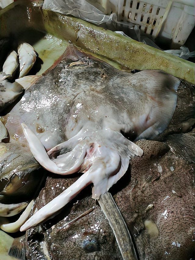 老板魚和鰩魚區(qū)別