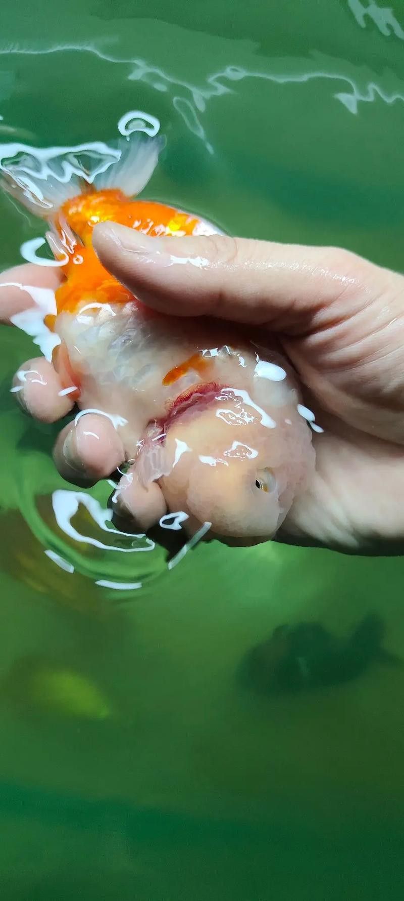 金魚和銀龍魚能混養(yǎng)嗎圖片