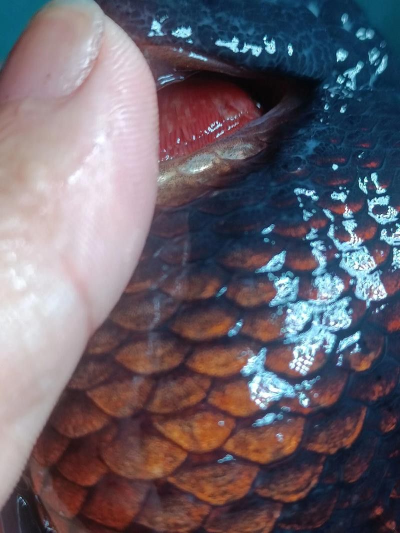 金魚和銀龍魚能混養(yǎng)嗎圖片
