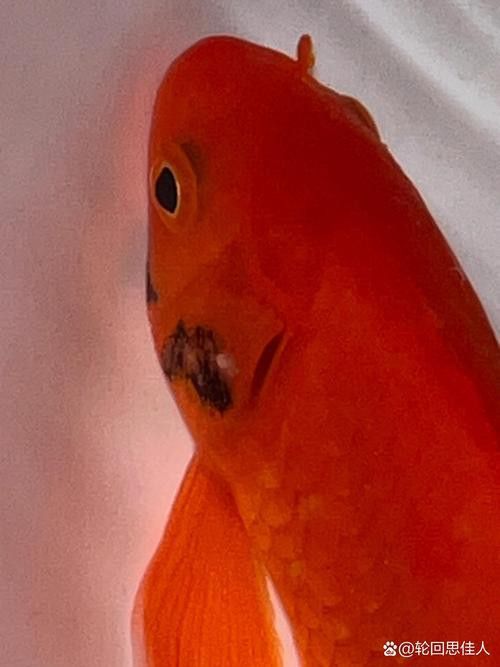 金魚和銀龍魚能混養(yǎng)嗎圖片