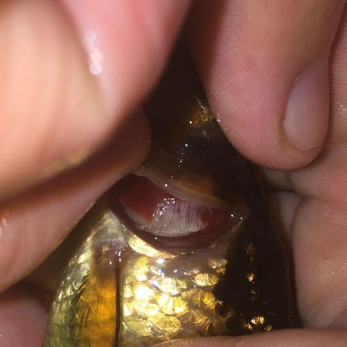 金魚和銀龍魚能混養(yǎng)嗎圖片