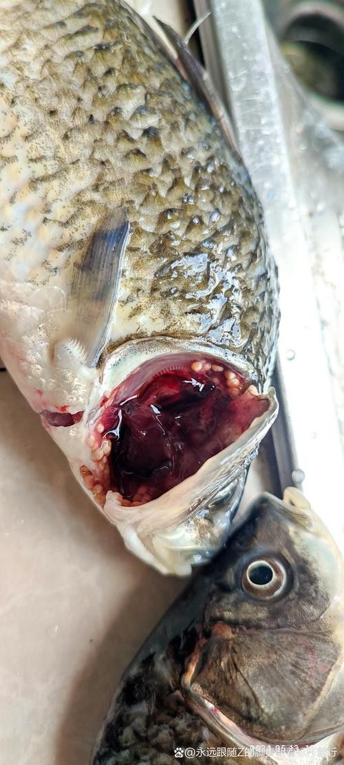 金魚和銀龍魚能混養(yǎng)嗎圖片