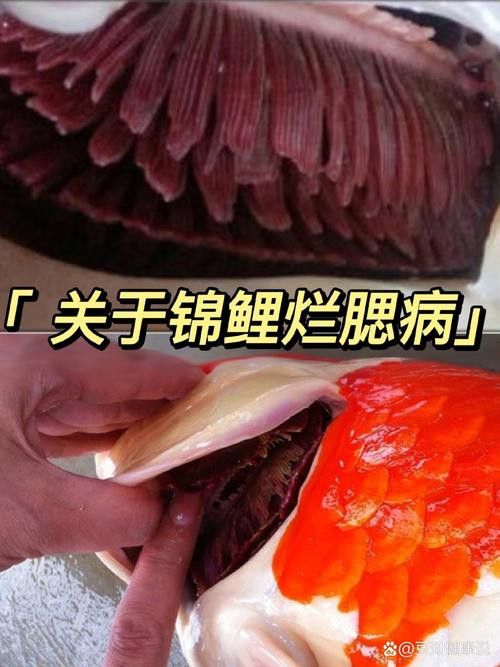 金魚和銀龍魚能混養(yǎng)嗎圖片
