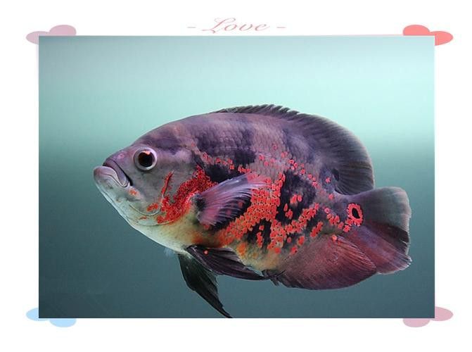 金魚和銀龍魚能混養(yǎng)嗎圖片
