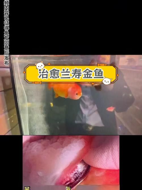 金魚和銀龍魚能混養(yǎng)嗎圖片