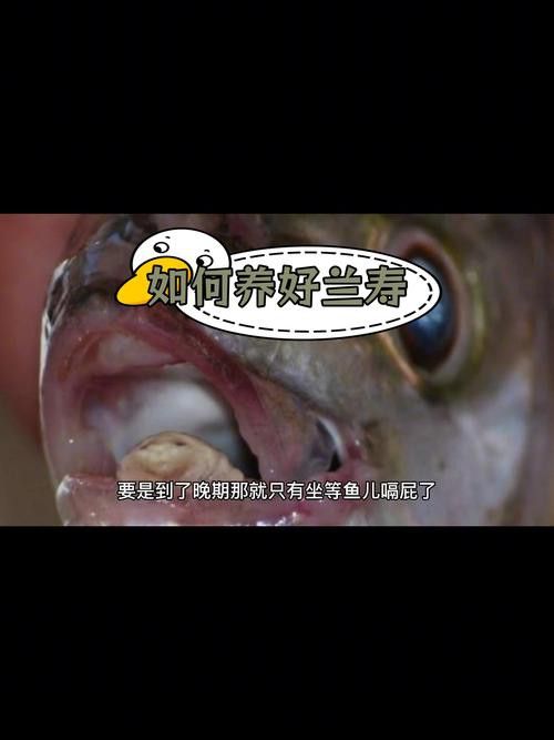 金魚和銀龍魚能混養(yǎng)嗎圖片