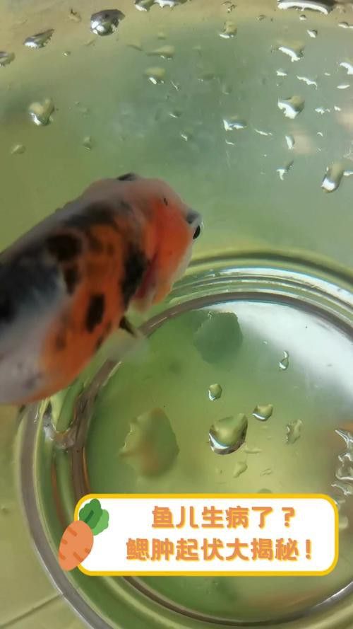 金魚和銀龍魚能混養(yǎng)嗎圖片