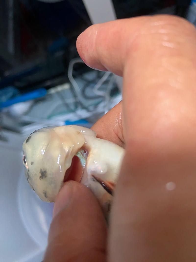 金魚和銀龍魚能混養(yǎng)嗎圖片