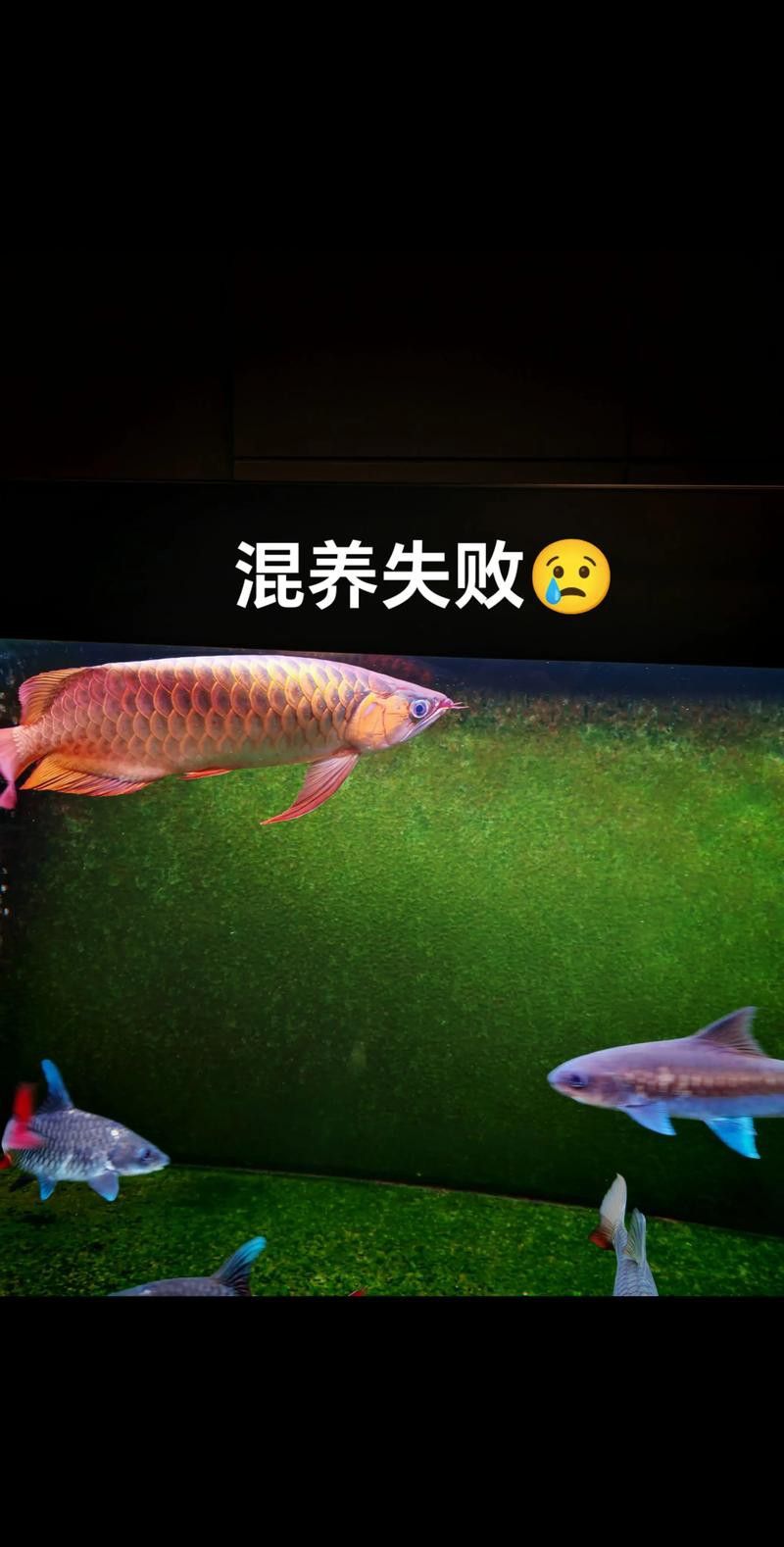 金魚和銀龍魚能混養(yǎng)嗎圖片