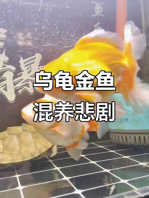 金魚和銀龍魚能混養(yǎng)嗎圖片