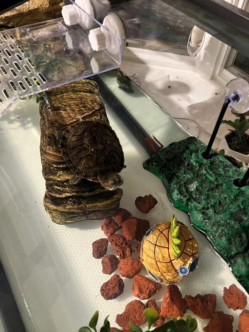 金魚和銀龍魚能混養(yǎng)嗎圖片