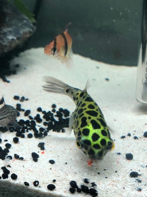 金魚和銀龍魚能混養(yǎng)嗎圖片