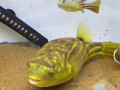 斑馬狗頭魚親魚選擇標準：斑馬狗頭魚繁殖期飼料選擇