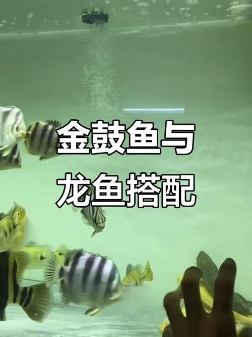 非洲金鼓能和龍魚混養嗎圖片欣賞