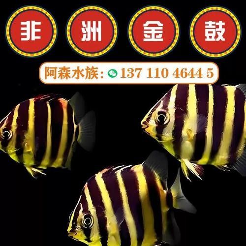 非洲金鼓能和龍魚混養嗎圖片欣賞