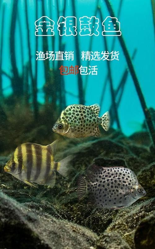 非洲金鼓能和龍魚混養嗎圖片欣賞