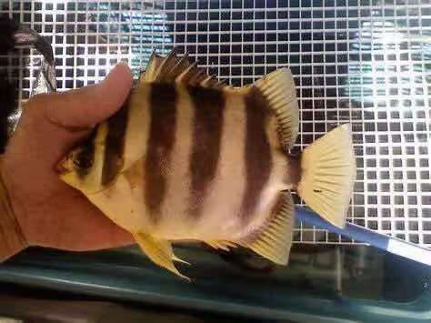 非洲金鼓能和龍魚混養嗎圖片欣賞