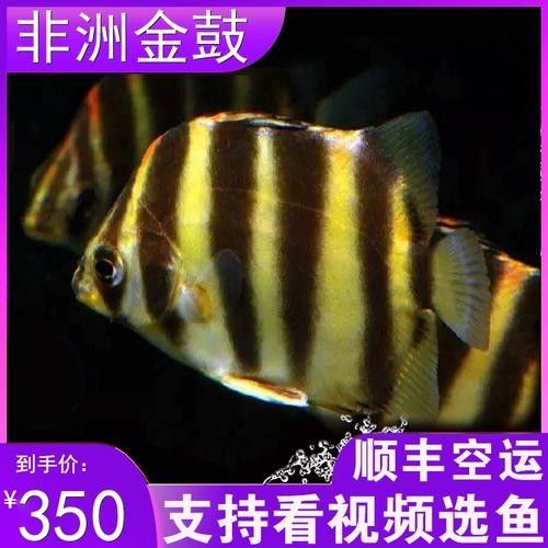 非洲金鼓能和龍魚混養嗎圖片欣賞