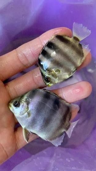 非洲金鼓能和龍魚混養嗎圖片欣賞