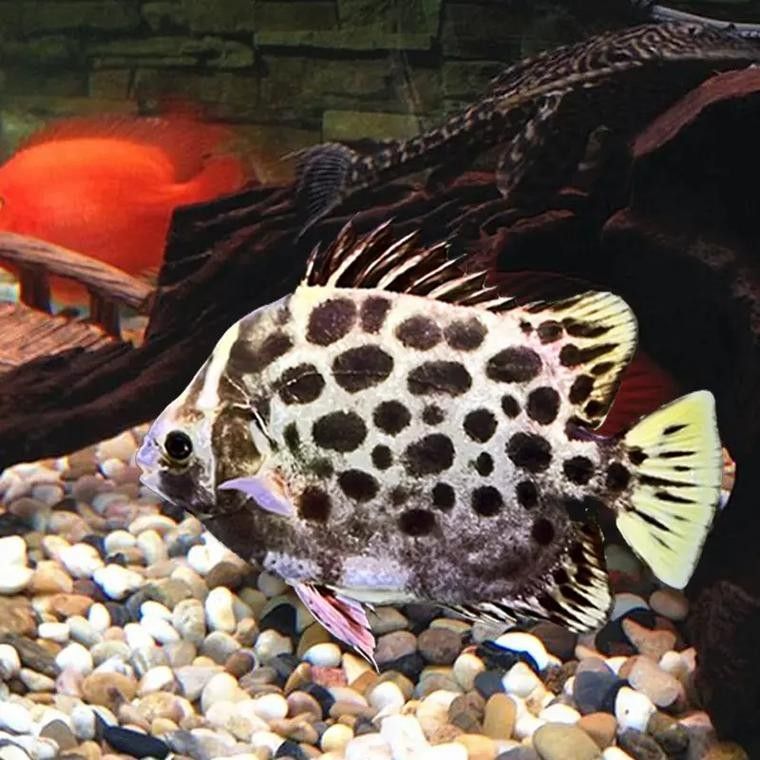 非洲金鼓能和龍魚混養嗎圖片欣賞