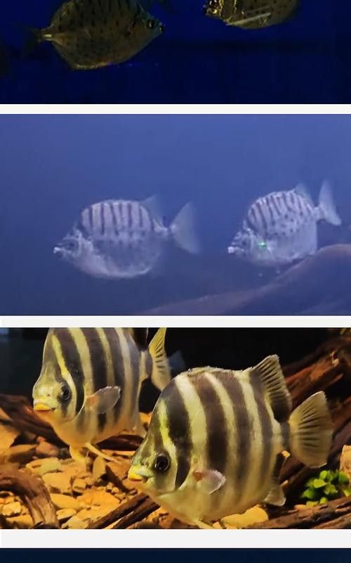 非洲金鼓能和龍魚混養嗎圖片欣賞