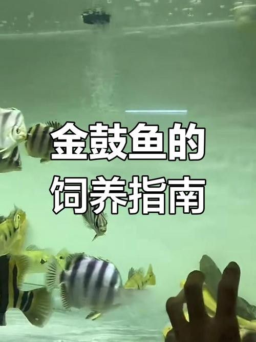 非洲金鼓能和龍魚混養嗎圖片欣賞