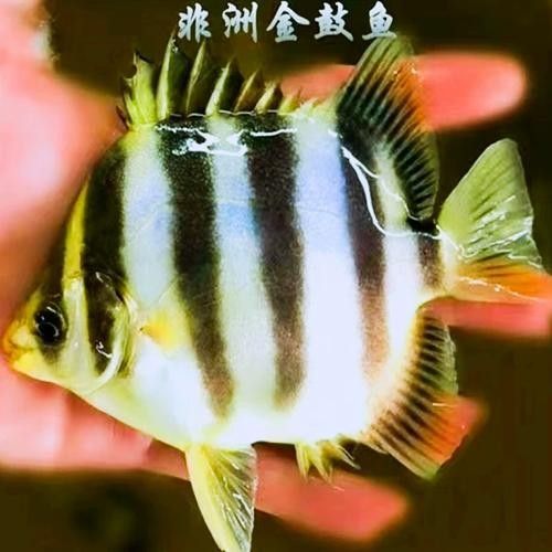 非洲金鼓能和龍魚混養嗎圖片欣賞