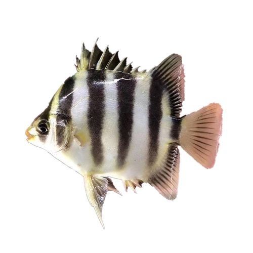 非洲金鼓能和龍魚混養嗎圖片欣賞