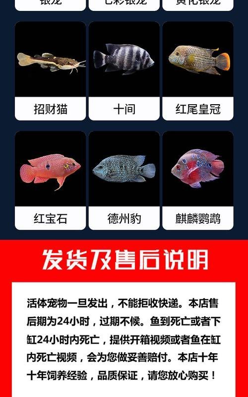 非洲金鼓能和龍魚混養嗎圖片欣賞