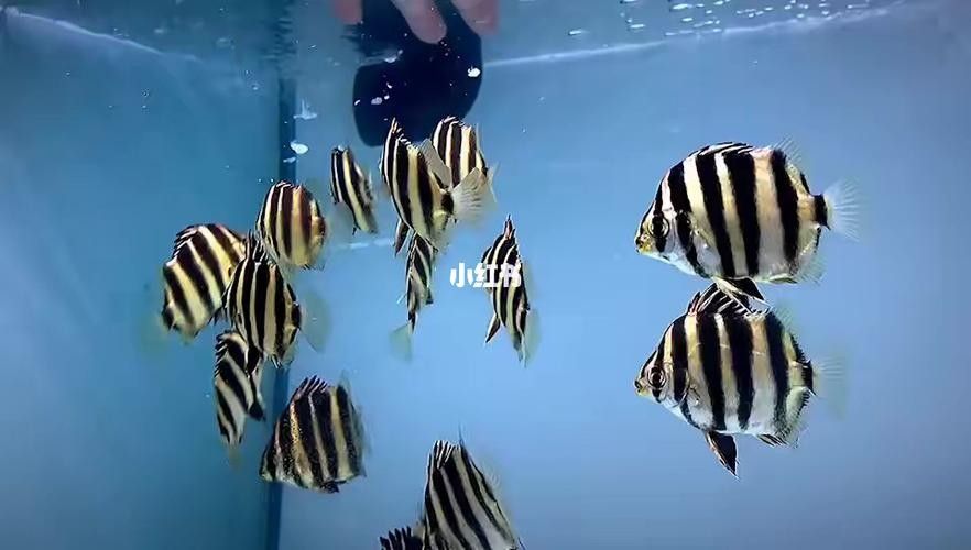 非洲金鼓能和龍魚混養嗎圖片欣賞