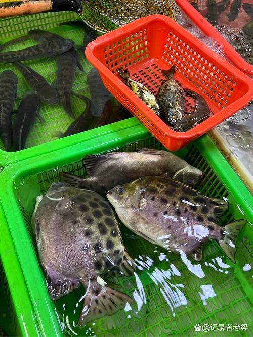 非洲金鼓能和龍魚混養嗎圖片欣賞
