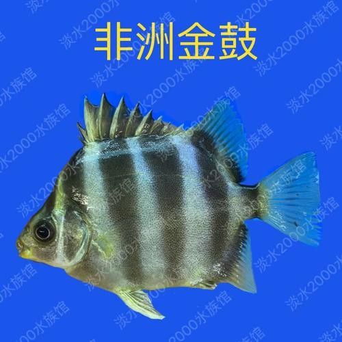 非洲金鼓能和龍魚混養嗎圖片欣賞