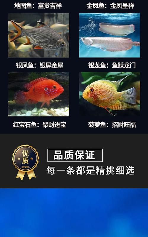 非洲金鼓能和龍魚混養嗎圖片欣賞