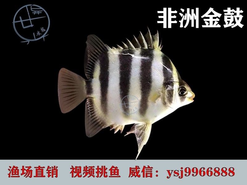 非洲金鼓能和龍魚混養嗎圖片欣賞