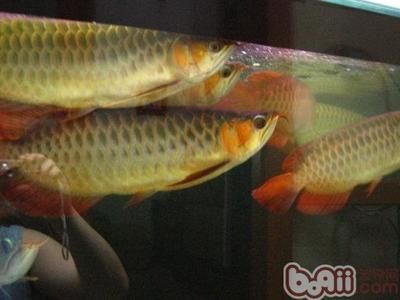 龍魚和清道夫魚是否可以混養(yǎng)？：龍魚可以和清道夫魚混養(yǎng)嗎