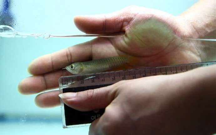 龍魚如何麻醉自己的卵巢：龍魚麻醉前后護理要點龍魚麻醉前后護理要點