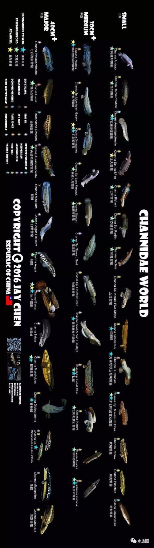 好看的雷龍魚圖片