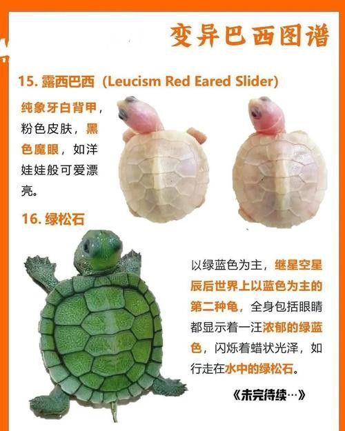 好看的雷龍魚圖片