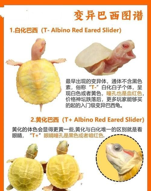 好看的雷龍魚圖片