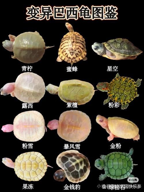 好看的雷龍魚圖片
