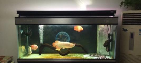 龍魚缸放沉木有什么用：沉木在龍魚缸中起到了重要的作用