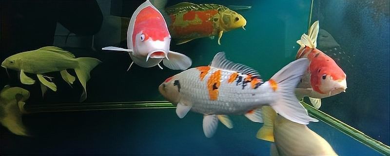 龍魚充血后需要停食多久