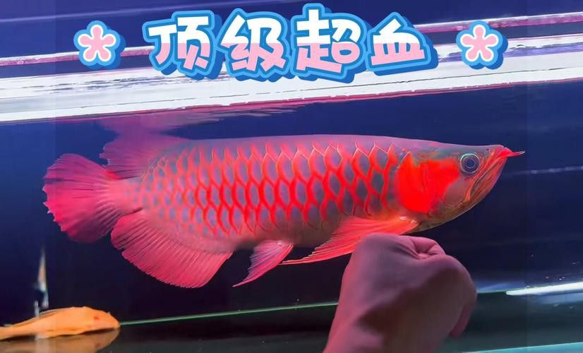 紅龍魚的品種圖片及名稱
