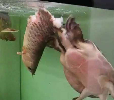 金龍魚和豬鼻龜的寓意：金龍魚和豬鼻龜有什么關系
